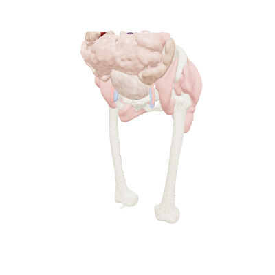 Alt vücut