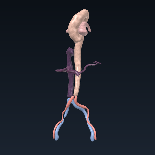 Büyük damarlar: aorta, vena cava ve iliak damarlar