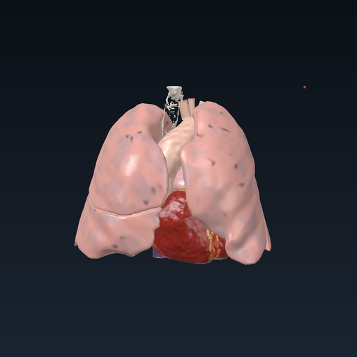İbn Nefis ve küçük dolaşım: kalp, pulmoner damarlar, akciğerler