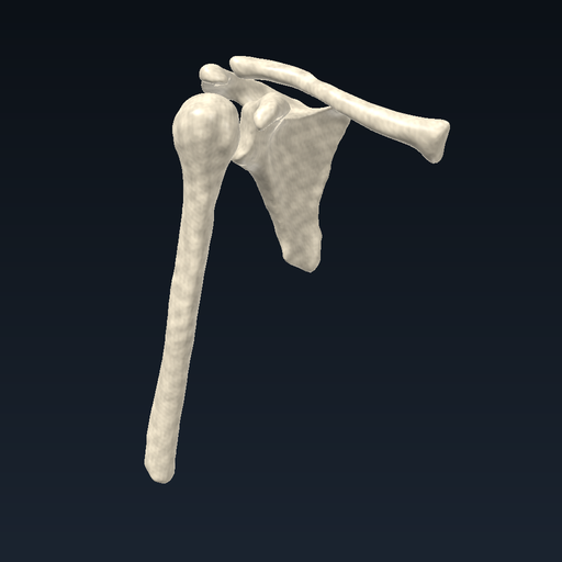 Omuz kuşağı ve humerus (sağ)