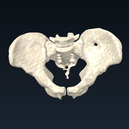 Pelvis (kalça kemikleri ve sakrum)