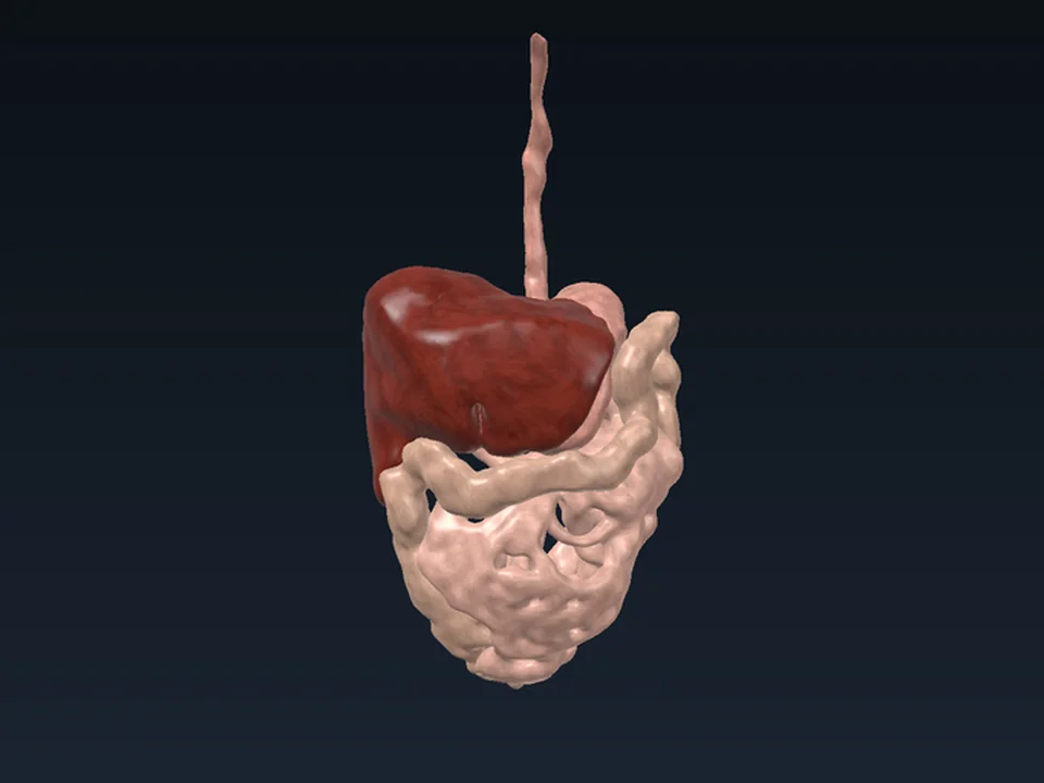 Sindirim sistemi: 3B model